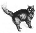 Critter Blackberry cat.jpg