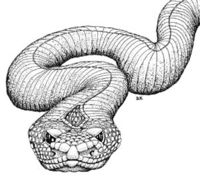 Critter Hoop Snake.jpg