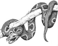 Critter Mimic Snake.jpg