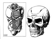 Cybertorsos and Skulls.jpg